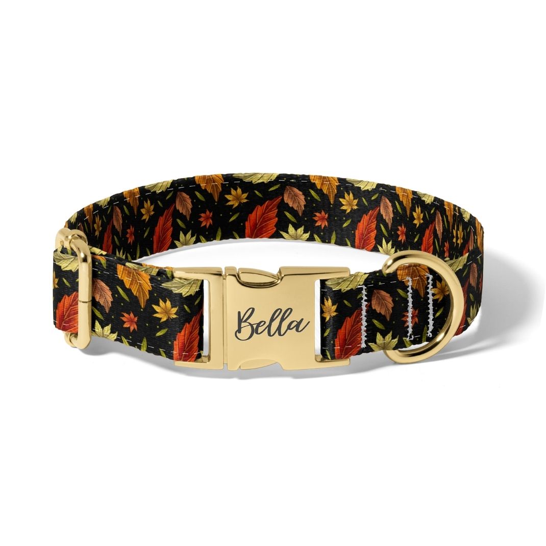 Fall Its Falling Leaves Dog Collar