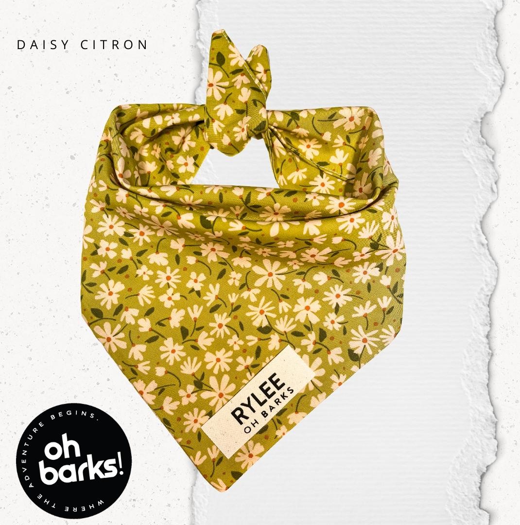 Daisy Citron